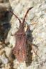 Coriomeris sp.